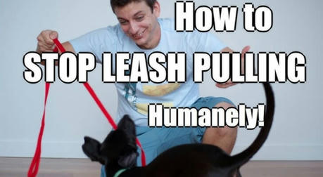 🐶 Dog Training: How to Stop Leash Pulling in 3 Simple Lessons